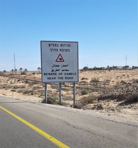 マサダ/イスラエル - 11月 01 2018: イスラエルのマサダ国立公園を横断死海ハイウェイと警告サイン: 道路の近くのラクダの注意 - wadi warning ストックフォトと画像