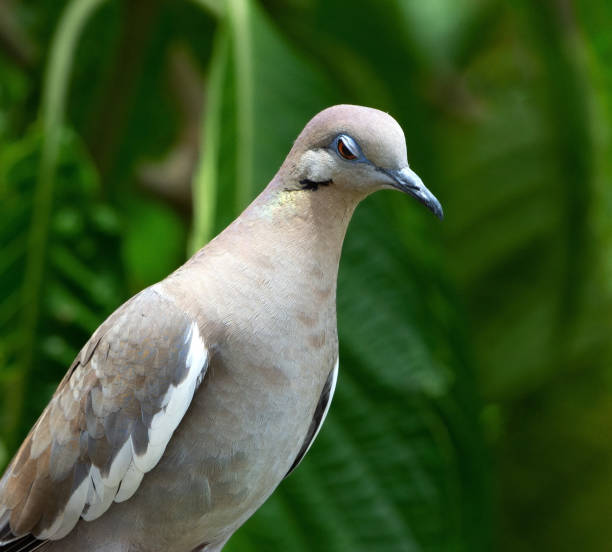 istock White-Winged Dove has Sultry Eye 1225811556