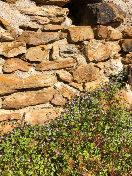 istock Small purple flowers climbing on an old stone wall 1225811735