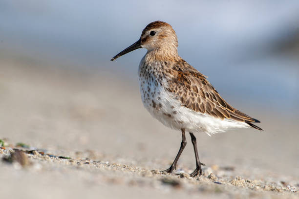 istock Dunlin, (Calidris alpina) looking for food on the sea. 1225811941