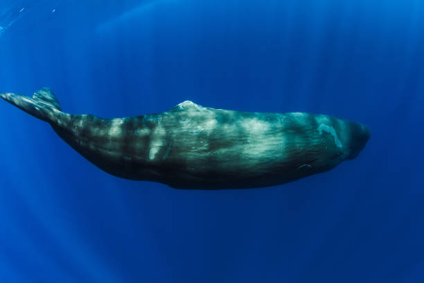 pottwale schwimmen unter wasser im blauen ozean in der nähe von mauritius. - pottwal stock-fotos und bilder