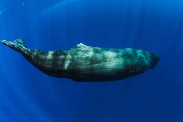 모리셔스 근처 푸른 바다에서 수영 정자 고래. - sperm whale 뉴스 사진 이미지