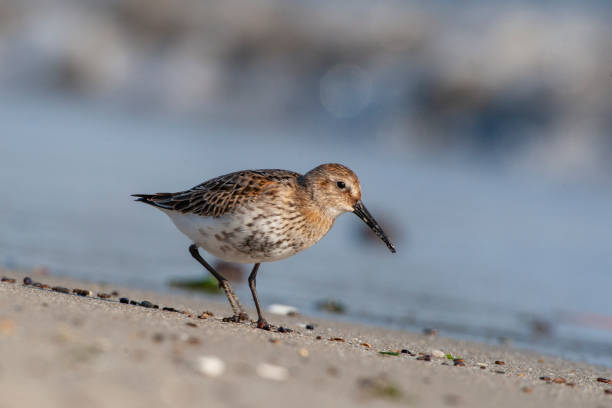 istock Dunlin, (Calidris alpina) looking for food on the sea. 1225812187