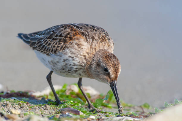 istock Dunlin, (Calidris alpina) looking for food on the sea. 1225812421