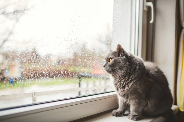 istock Cat looking out on a rainy day 1225813334