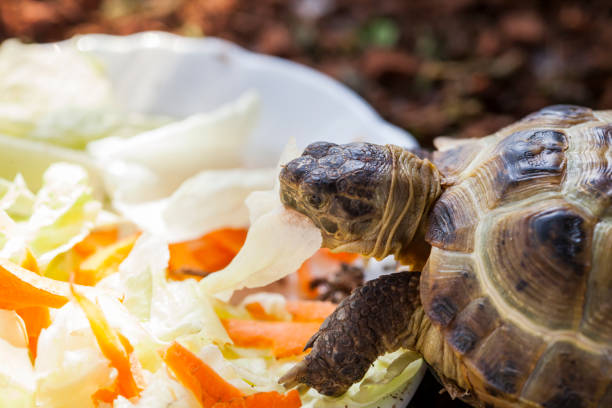 istock Russian turtle eating vegetables in the sun 1225813381