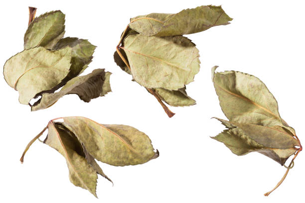 istock Dried leaves with rose 1225813391