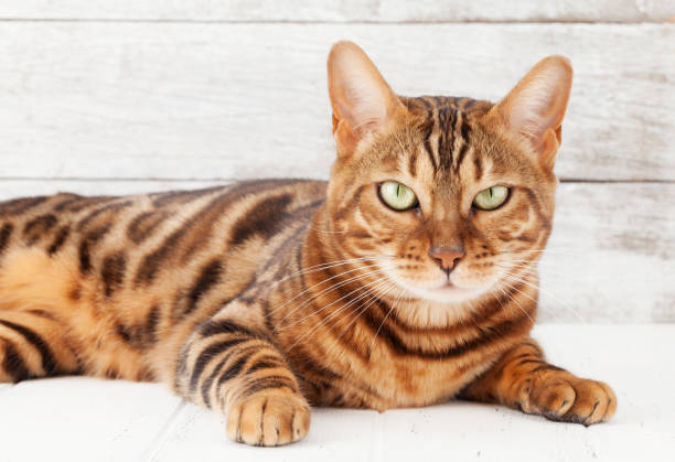 istock Bengal cat sitting on white wooden floor 1225813759
