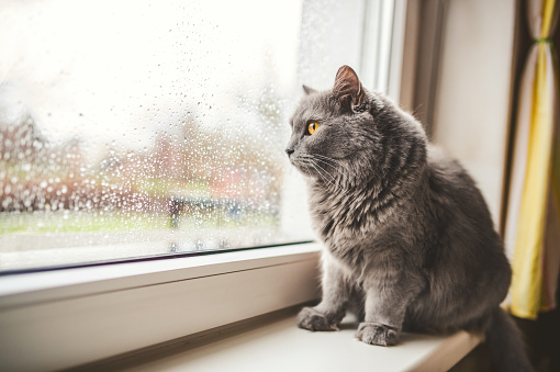 Four years old Cat looking out on a rainy day