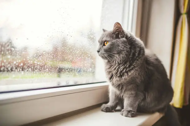 Photo of Cat looking out on a rainy day