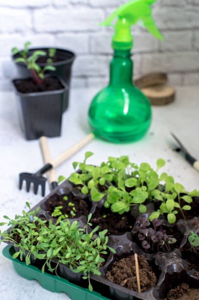 istock Little plant sprouts in black plastic grow box 1225813816