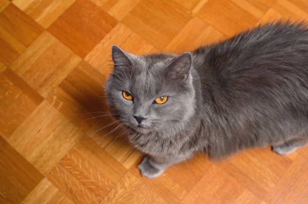 istock Chartreux Cat On The Wooden Floor 1225813948