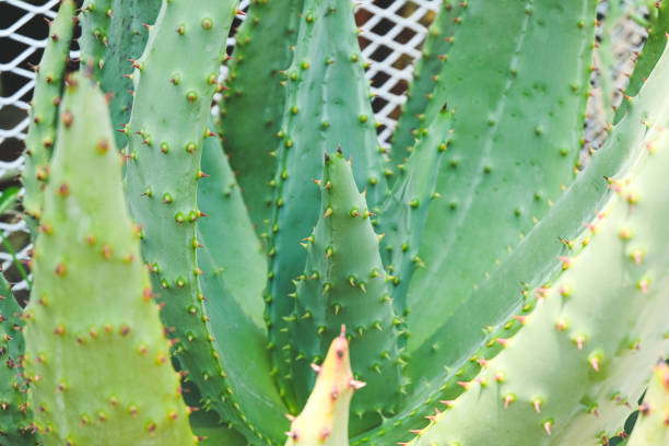 istock Succulent plant with thorn in desert garden . 1225815612