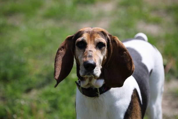 beautiful purebred beagle in the park