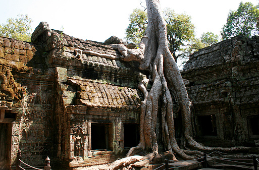 Large tree growing over the top of a temple in Angkor, Cambodia