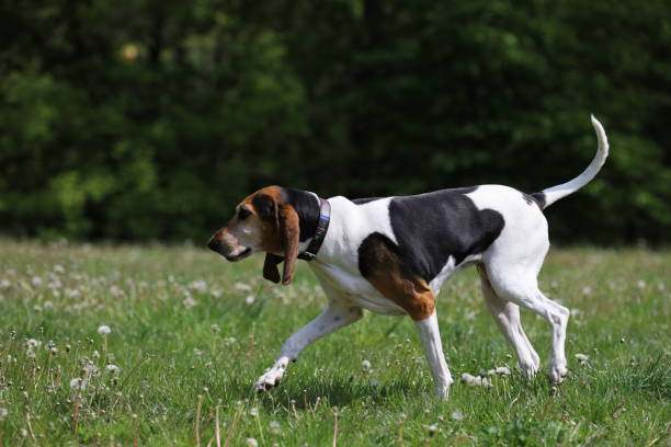 istock England foxhound, dog portrait 1225816583