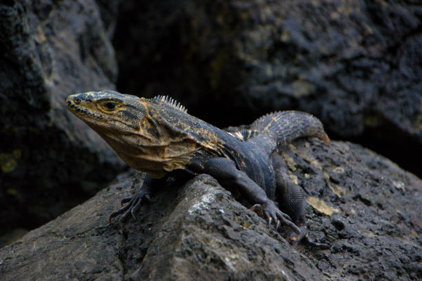 istock Big lizard on top of a rock 1225817205