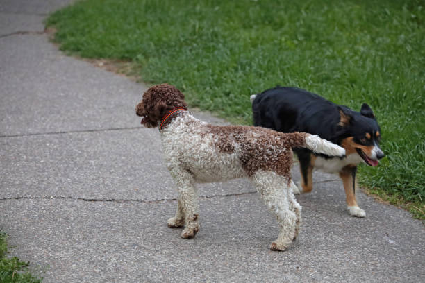 istock Two smaller dogs playing in the park 1225817394