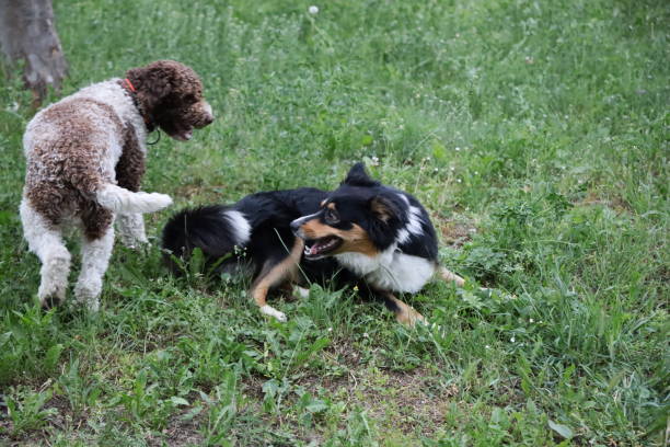 istock Two smaller dogs playing in the park 1225817592