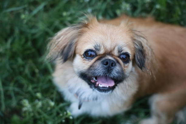 istock Portrait of a small dog Pekingese 1225817618