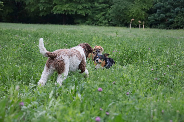 istock Two smaller dogs playing in the park 1225818248