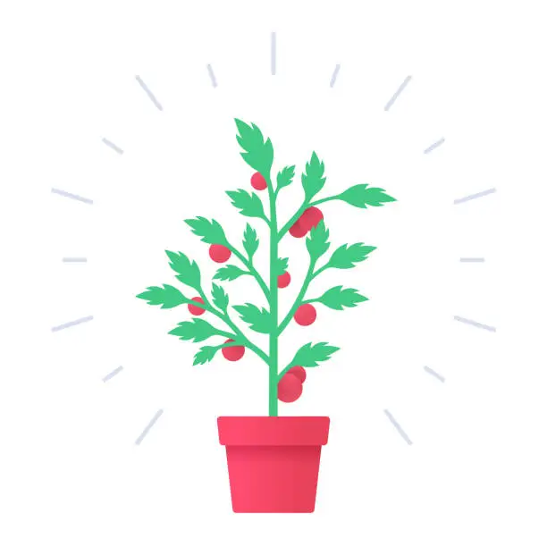 Vector illustration of Tomato Plant