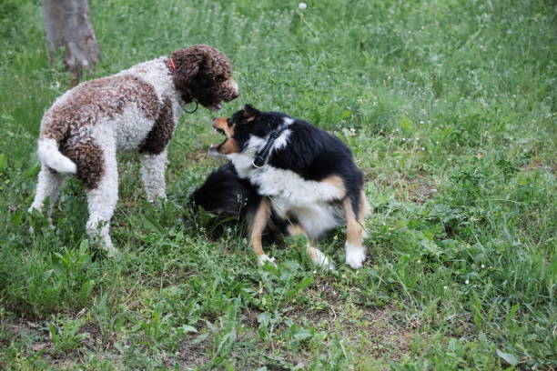 istock Two smaller dogs playing in the park 1225818312