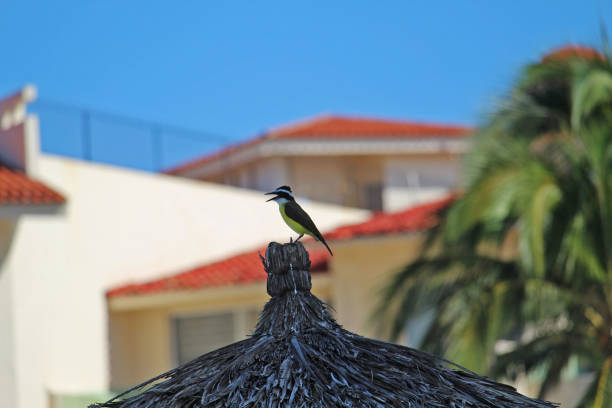 Black winged yellow breast bird singing