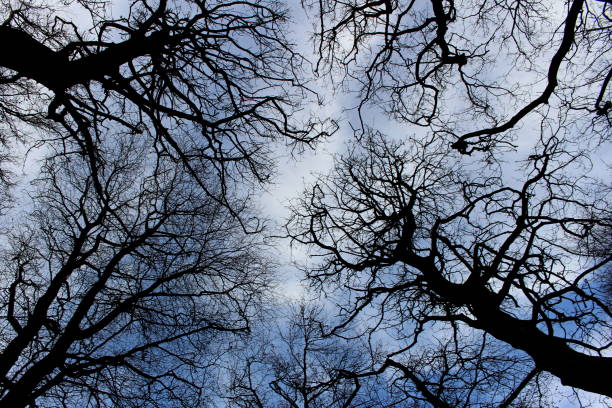 Sku through the trees, UK, Spring, shadows and silhouettes. Taken in a wooded area in West Yorkshire, UK. Taken at evening time in Spring the woodland opens up to fields with vacant buildings in. Taken with a Canon EOS 700D digital SLR.