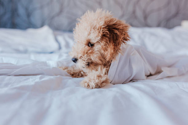 istock cute toy poodle dog at home standing on bed. 1225819207