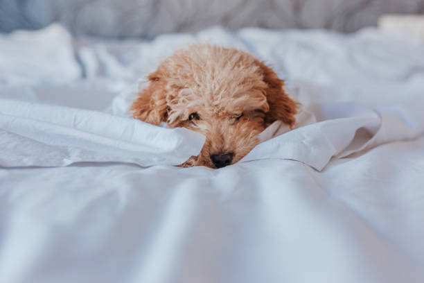 cute toy poodle dog at home standing on bed.