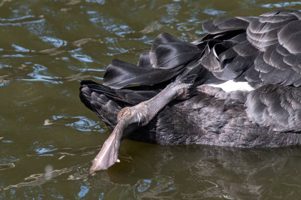 de cerca de un cisne, el cisne mantiene su pierna estirada hacia atrás por encima del agua mientras nada. reflexiones en el agua - backward dutch fotografías e imágenes de stock