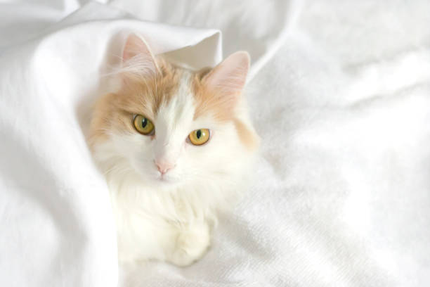 istock A white beige cat peeks out from under the covers. Close-up on a white background 1225822315