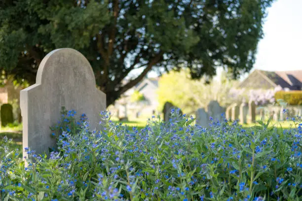 Photo of Abundance of wild blue flowers seen in full bloom on a now forgotten gravestone and cemetery.