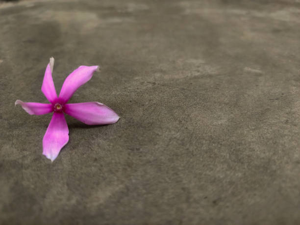 istock Pink periwinkle flower lying on a grey colored background textured cemented background with copy space. 1225823381