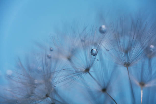 gotas de rocío en semillas de diente de león macro. agua de gotas de chispas. fondo azul - dandelion water flower abstract fotografías e imágenes de stock