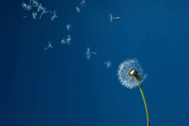 Dandelion with seeds blowing away in the wind in blue sky.