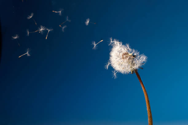 istock Dandelion with seeds blowing away in the wind in blue sky. 1225823912