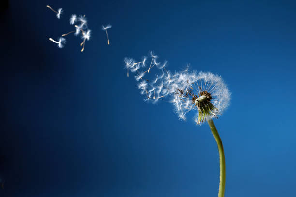 istock Dandelion with seeds blowing away in the wind in blue sky. 1225823922