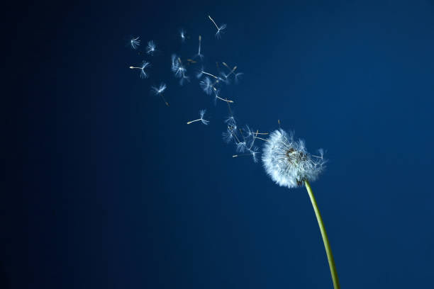 istock Dandelion with seeds blowing away in the wind in blue sky. 1225823931