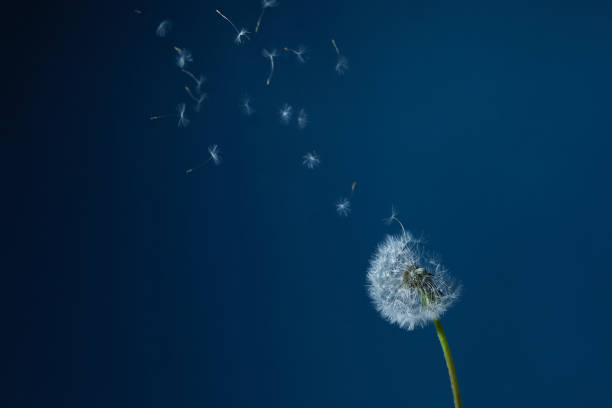 istock Dandelion with seeds blowing away in the wind in blue sky. 1225823946