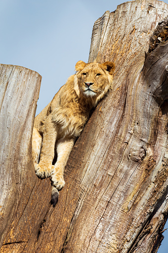 Lion on his tree trunk