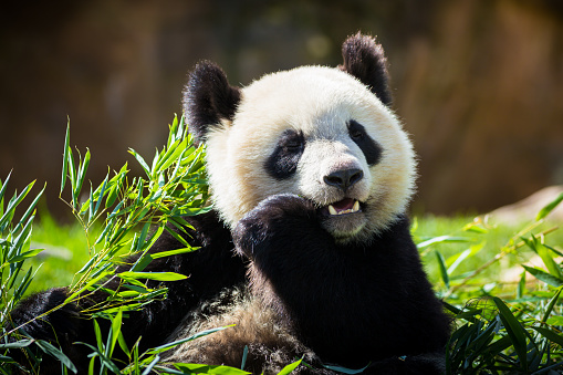 Close-up of a sleeping panda