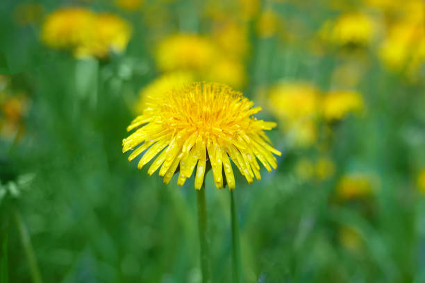 istock Blooming yellow dandelions in the spring medow 1225824877