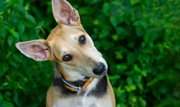 istock Dog Curious Funny Animal 1225825005