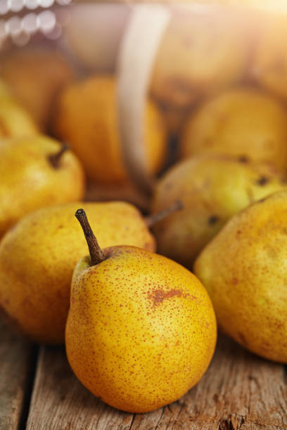 Group of ripe and fresh pears on wooden rustic table with a straw basket