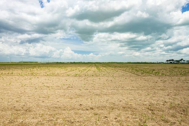 istock Barren agriculture field 1225826215