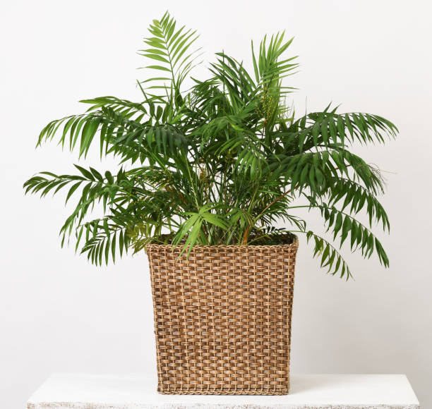 istock Beautiful houseplant palm 1225826271