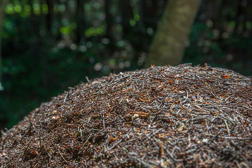 Close-up of large anthill of thousands of wood ants, arthropod insects work in middle of pine trees forest. This photo was taken during a sunny summer day from the top of La Dent Du Chat mountain peak in end of Bugey mountains, European Alps in border of Ain and Savoie department, near Aix-les-Bains famous city on the shore of Lake Bourget in Auvergne-Rhone-Alpes region in France, Europe.