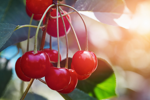 Red ripe berries of sour cherry with nice summer bokeh at background